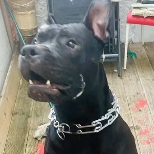 #BE2614416 - Yuma, chien perdu à Saint-Gilles - AnimalWeb Belgique