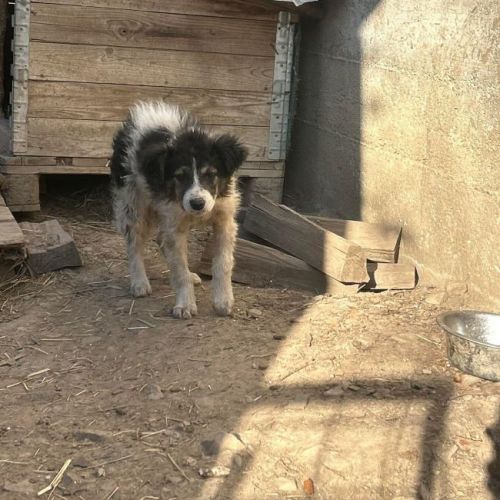 #BE26143419 -  Olivia, chien croisé à adopter – AnimalWeb Belgique