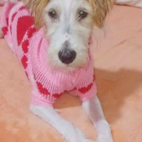 #BE2614420 -  Maara, chien croisé à adopter – AnimalWeb Belgique