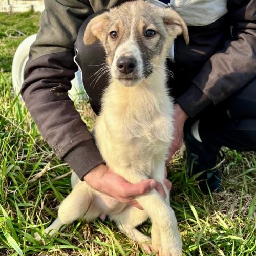 BE - Enola - Happy Dogs Forever