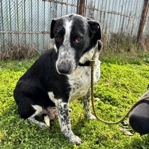 BE - Roma - Happy Dogs Forever