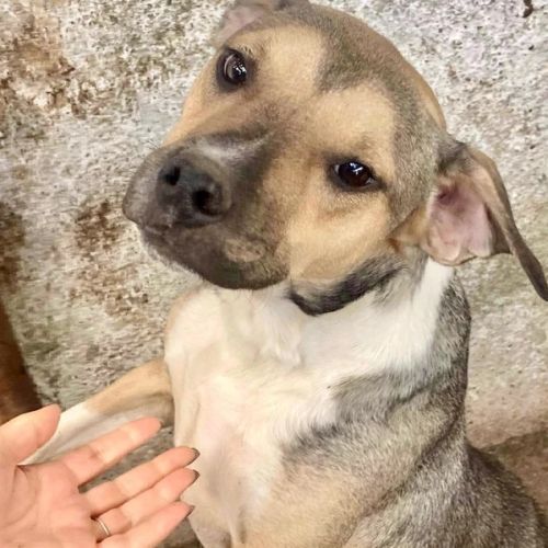 #BE26143423 -  Ziggy, chien croisé à adopter – AnimalWeb Belgique