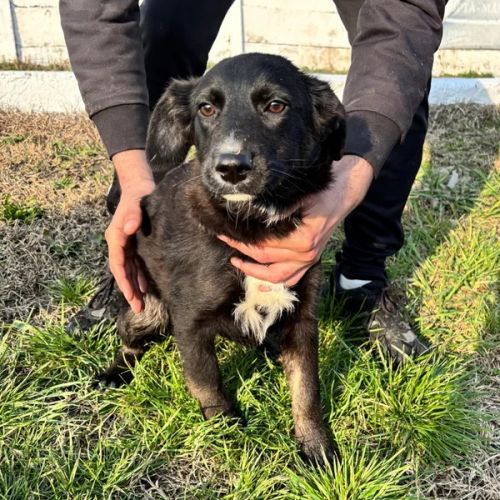 #BE2614424 - Chien à Adopter