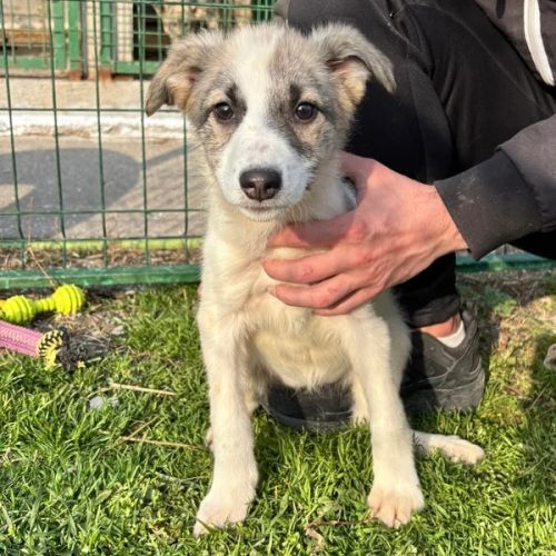 #BE2614425 - Chien à Adopter