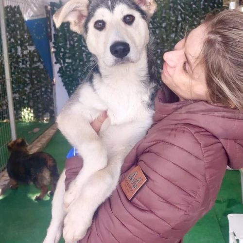 #BE2614426 - Chien à Adopter