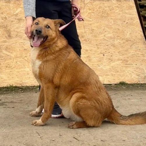 #BE26143427 -  Boomerang, chien croisé à adopter – AnimalWeb Belgique
