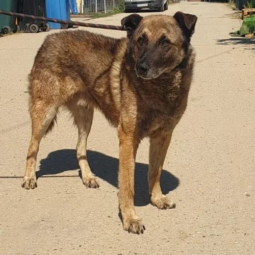 #BE26143428 - Klaus, chien croisé à adopter – AnimalWeb Belgique #BE26143428 - Klaus, chien croisé à adopter – AnimalWeb Belgique