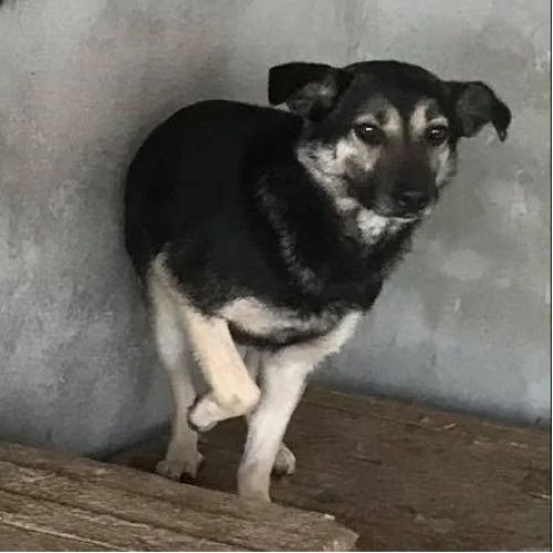 #BE26143429 - Maya, chien croisé à adopter – AnimalWeb Belgique #BE26143429 - Maya, chien croisé à adopter – AnimalWeb Belgique