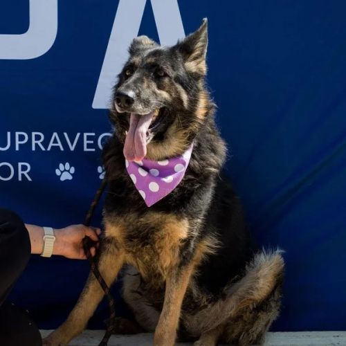 #BE26143430 - Sophie, chien croisé à adopter – AnimalWeb Belgique #BE26143430 - Sophie, chien croisé à adopter – AnimalWeb Belgique