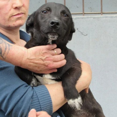 #BE26143431 - Ivar, chien croisé à adopter – AnimalWeb Belgique #BE26143431 - Ivar, chien croisé à adopter – AnimalWeb Belgique