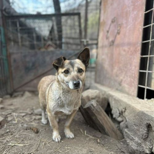 #BE2614432 - Wanda, chien croisé à adopter – AnimalWeb Belgique #BE2614432 - Wanda, chien croisé à adopter – AnimalWeb Belgique