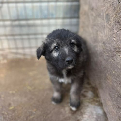 #BE2614433 - Gioia, chien croisé à adopter – AnimalWeb Belgique #BE2614433 - Gioia, chien croisé à adopter – AnimalWeb Belgique