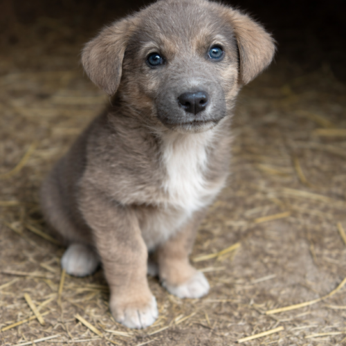 #BE2614434 - Anoki, chien croisé à adopter – AnimalWeb Belgique #BE2614434 - Anoki, chien croisé à adopter – AnimalWeb Belgique