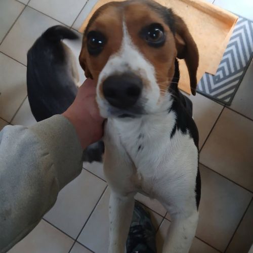 #BE2614436 - Zena, chien à adopter à Maurage – AnimalWeb​