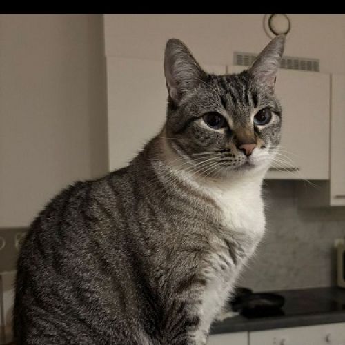 #BE2614437 - Antonietta, chat perdu à Ixelles - AnimalWeb Belgique