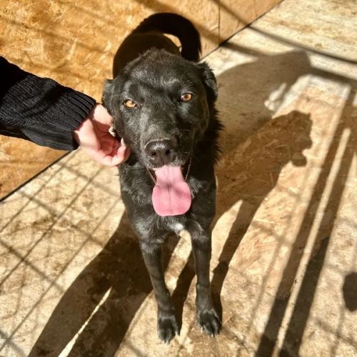 #BE26143438 - River, chien croisé à adopter – AnimalWeb Belgique #BE26143438 - River, chien croisé à adopter – AnimalWeb Belgique