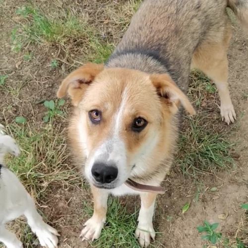 #BE26143439 - Ivar, chien croisé à adopter – AnimalWeb Belgique #BE26143439 - Ivar, chien croisé à adopter – AnimalWeb Belgique