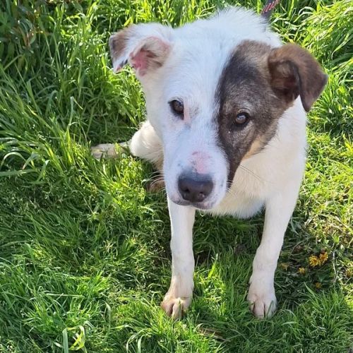 #BE26143440 - Riri, chien croisé à adopter – AnimalWeb Belgique #BE26143440 - Riri, chien croisé à adopter – AnimalWeb Belgique