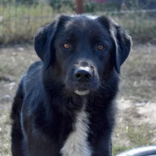 #BE26143441 - Onix, chien croisé à adopter – AnimalWeb Belgique #BE26143441 - Onix, chien croisé à adopter – AnimalWeb Belgique