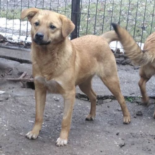 #BE26143444 - Edith, chien croisé à adopter – AnimalWeb Belgique #BE26143444 - Edith, chien croisé à adopter – AnimalWeb Belgique