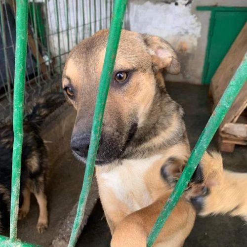 #BE26143445 - Eros, chien croisé à adopter – AnimalWeb Belgique #BE26143445 - Eros, chien croisé à adopter – AnimalWeb Belgique