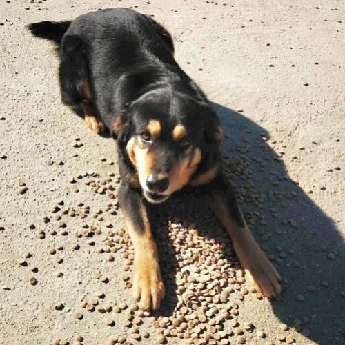 #BE26143446 - Mino, chien croisé à adopter – AnimalWeb Belgique #BE26143446 - Mino, chien croisé à adopter – AnimalWeb Belgique