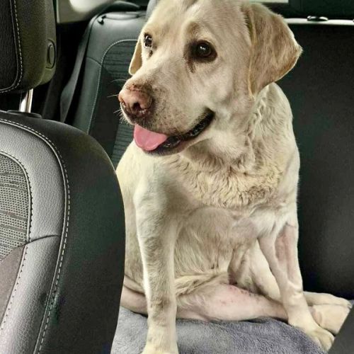 #BE26143447 - Duda, chien croisé à adopter – AnimalWeb Belgique #BE26143447 - Duda, chien croisé à adopter – AnimalWeb Belgique