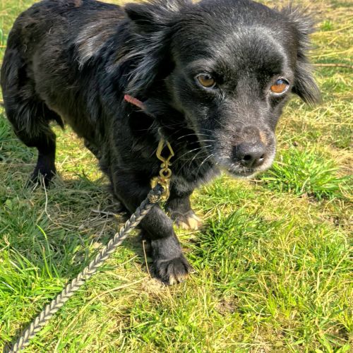 #BE2614449 - Rona, chien croisé à adopter – AnimalWeb Belgique #BE2614449 - Rona, chien croisé à adopter – AnimalWeb Belgique