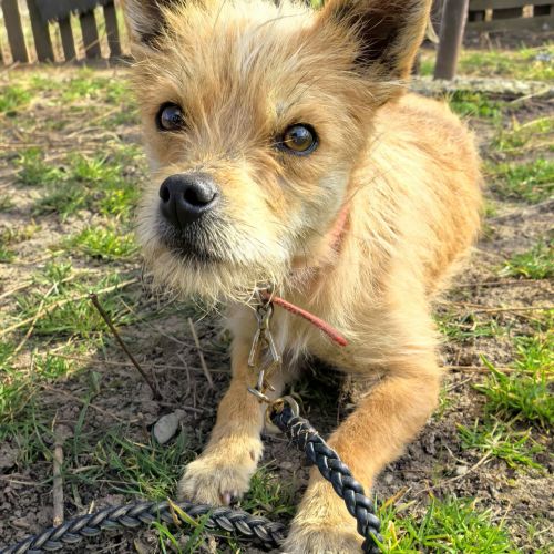 #BE2614450 - Nala, chien croisé à adopter – AnimalWeb Belgique #BE2614450 - Nala, chien croisé à adopter – AnimalWeb Belgique