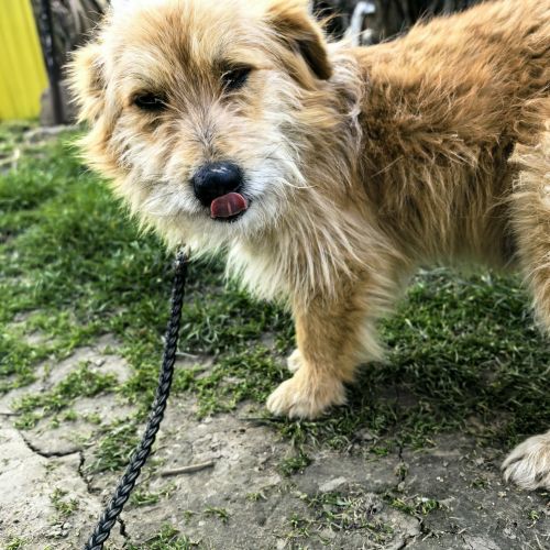 #BE2614451 - Athos, chien croisé à adopter – AnimalWeb Belgique #BE2614451 - Athos, chien croisé à adopter – AnimalWeb Belgique