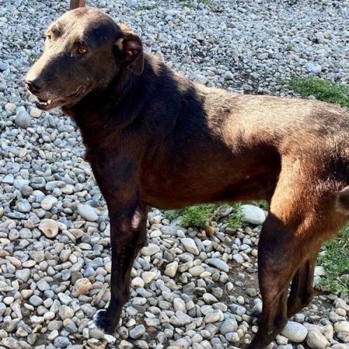 #BE26143452 -  Lila, chien croisé à adopter – AnimalWeb Belgique