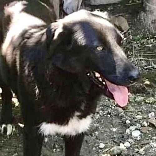 #BE26143453 -  Ilka, chien croisé à adopter – AnimalWeb Belgique