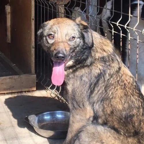 #BE26143454 -  Alma, chien croisé à adopter – AnimalWeb Belgique