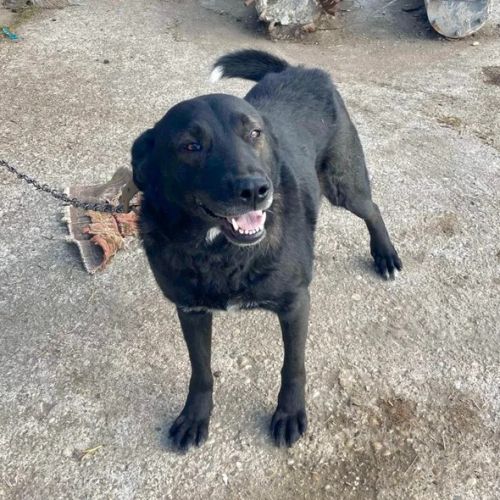 #BE26143455 -  Grany, chien croisé à adopter – AnimalWeb Belgique