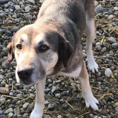 #BE26143456 -  Layla, chien croisé à adopter – AnimalWeb Belgique