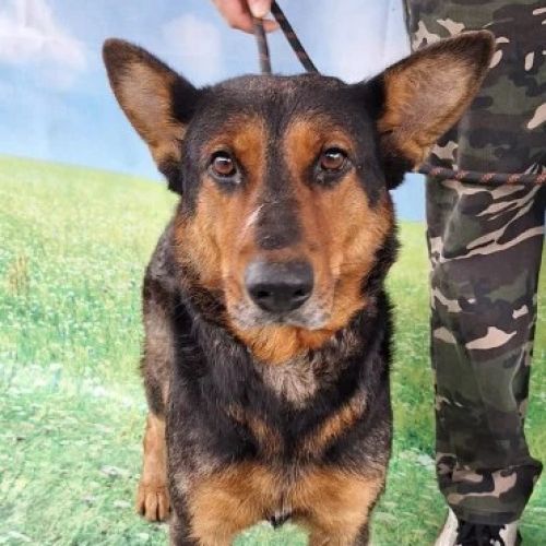 #BE26143457 -  Oana, chien croisé à adopter – AnimalWeb Belgique