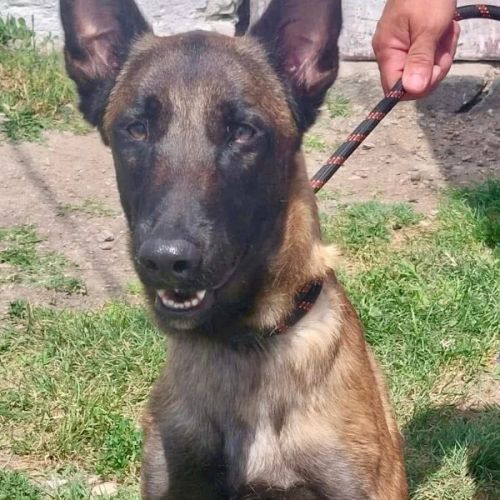 #BE26143458 -  Boy, chien croisé à adopter – AnimalWeb Belgique