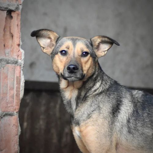 #BE2614459 - Chien à Adopter #BE2614459 - Chien à Adopter