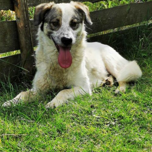 #BE2614460 -  Ragnar, chien croisé à adopter – AnimalWeb Belgique