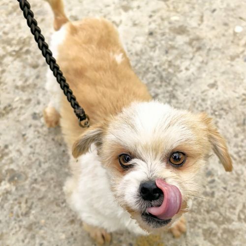 #BE2614461 -  Tiny, chien croisé à adopter – AnimalWeb Belgique