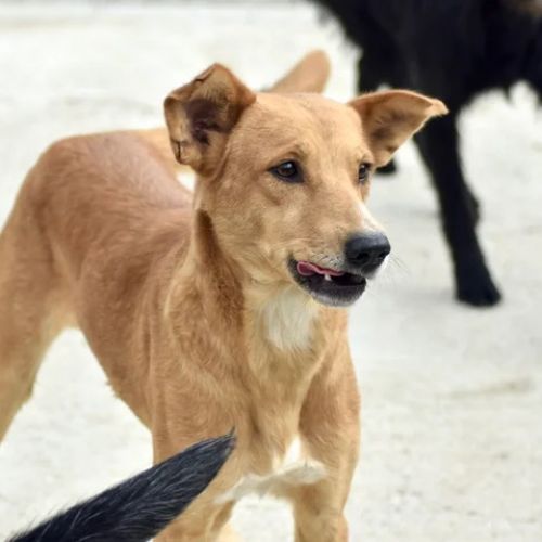 #BE26143462 -  Diego, chien croisé à adopter – AnimalWeb Belgique