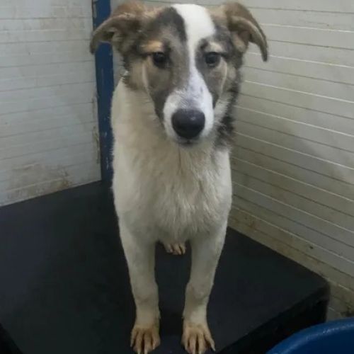 #BE26143463 -  Diva, chien croisé à adopter – AnimalWeb Belgique