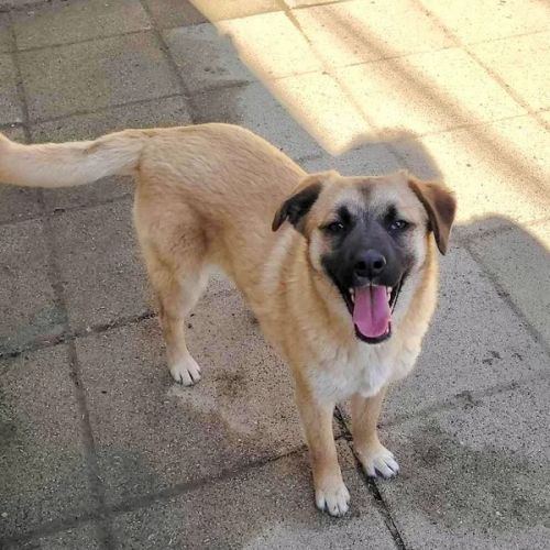 #BE26143464 -  Ambre, chien croisé à adopter – AnimalWeb Belgique