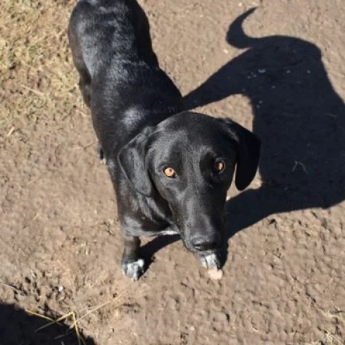 #BE26143465 -  Angela, chien croisé à adopter – AnimalWeb Belgique