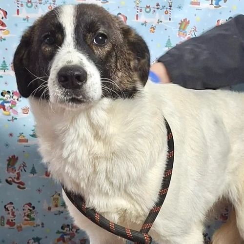 #BE26143466 -  Arrow, chien croisé à adopter – AnimalWeb Belgique