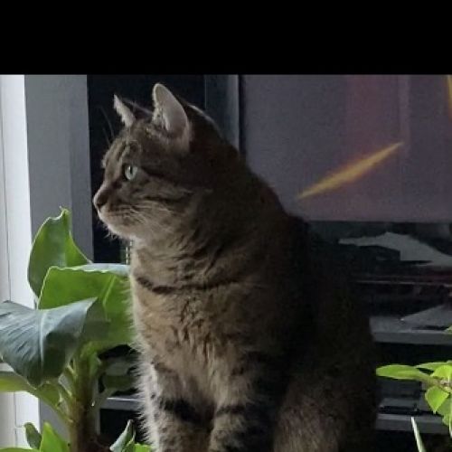 #BE2614468 - Athena, chat perdu à Grivegnée - AnimalWeb Belgique