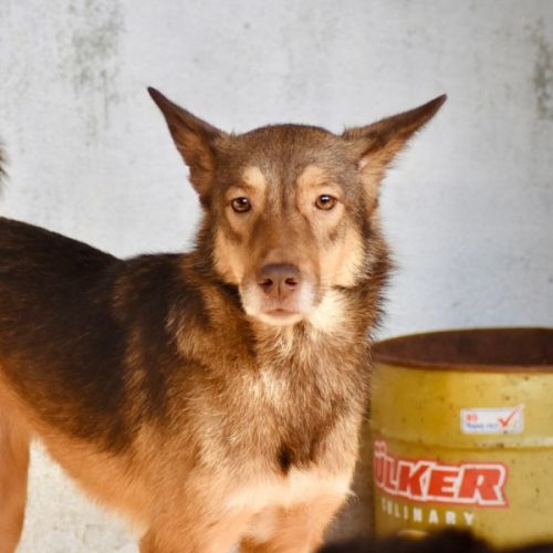 #BE2614469 -  Arya, chien croisé à adopter – AnimalWeb Belgique