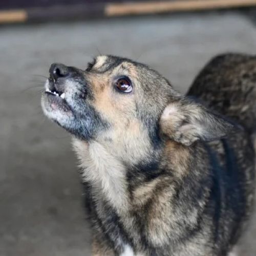 #BE2614470 -  Bahia, chien croisé à adopter – AnimalWeb Belgique