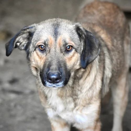 #BE2614471 -  Barney, chien croisé à adopter – AnimalWeb Belgique