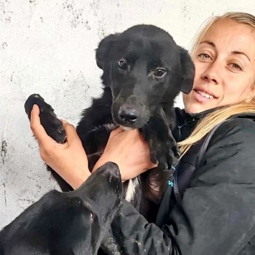 #BE2614466 - Chien à Adopter #BE2614466 - Chien à Adopter